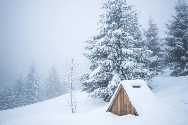 Winterkarpaten, Weihnachtsbäume im Schnee. — Stockfoto