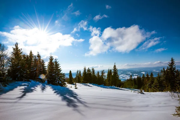 Mesmerizing positieve landschap van hoge slanke spar — Stockfoto