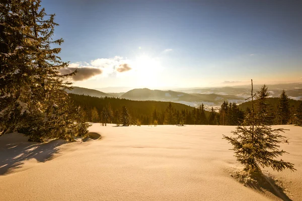 Paesaggio ipnotizzante di fitta foresta di conifere — Foto Stock