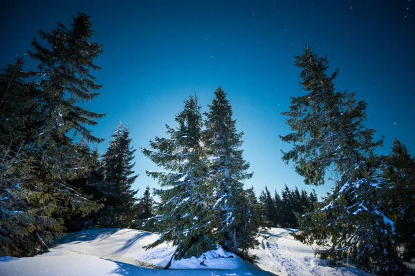 Czarujący magiczny krajobraz śnieżnej jodły — Zdjęcie stockowe