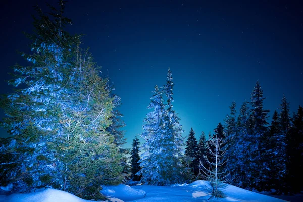 Piękne drzewa rosną wśród śnieżnych zasypanych zaspy śnieżne — Zdjęcie stockowe