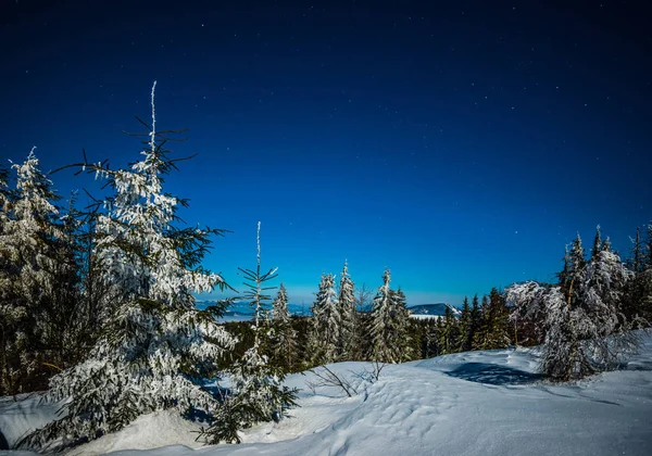 Malerische Landschaft aus hohen, schlanken Tannen — Stockfoto