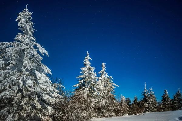 Mistyczny magiczny nocny krajobraz śnieżnej jodły — Zdjęcie stockowe