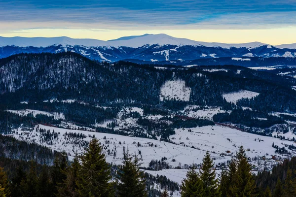 Krásná mystická krajina jehličnatých stromů — Stock fotografie