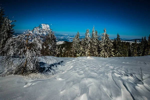 Zauberhafte magische Landschaft aus schneebedeckten hohen Tannen — Stockfoto