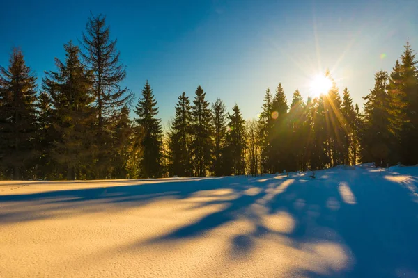Чарівна зимова панорама хвойних лісів — стокове фото