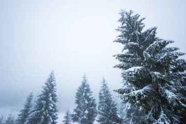 Alttaki manzara, devasa, şık, karlı köknar ağaçları.