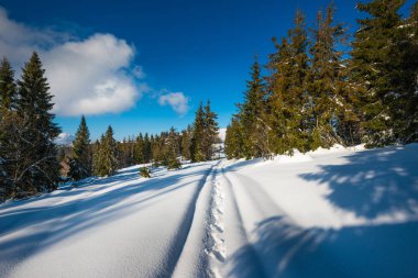 Muhteşem yeşil ladin ağaçlarının güzel manzarası