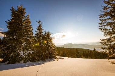 Yoğun kozalaklı ormanın büyüleyici manzarası