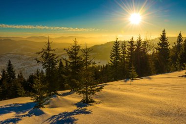 Muhteşem yeşil ladin ağaçlarının güzel manzarası