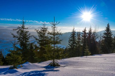 Muhteşem yeşil ladin ağaçlarının güzel manzarası