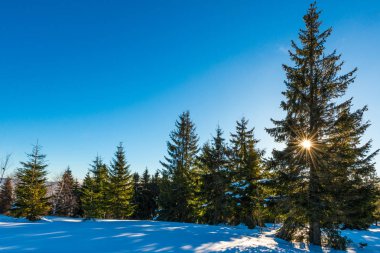 Kozalaklı ormanın büyülü kış manzarası
