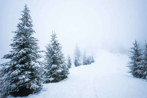 Vista inferior masivos abetos nevados chic — Foto de Stock