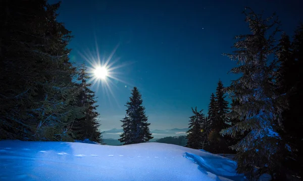 Beautiful trees grow among snow-covered snowdrifts — Stock Photo, Image