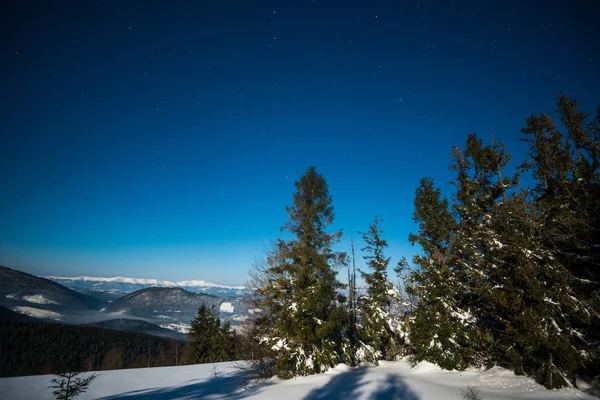 Bela paisagem com majestosos abetos altos — Fotografia de Stock