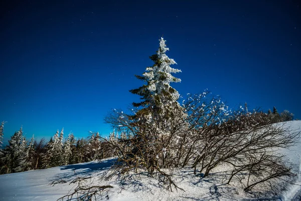 Bewitching magical landscape of snowy tall fir — Stock Photo, Image