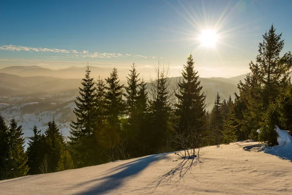 Bella vista di maestosi abeti verdi — Foto Stock