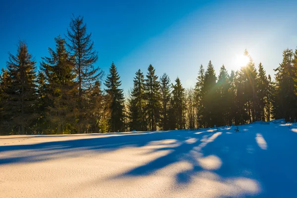 Чарівна зимова панорама хвойних лісів — стокове фото