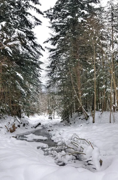 Un ruisseau coule dans une forêt enneigée — Photo