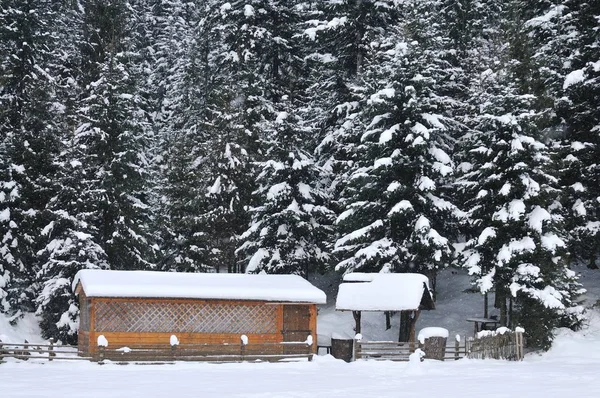 Holzhäuser vor dem Hintergrund des verschneiten Waldes — Stockfoto