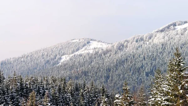 Beau paysage de montagne d'hiver avec forêt — Photo