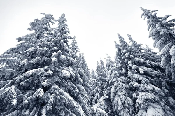 Botten utsikt massiv chic snöig gran träd — Stockfoto