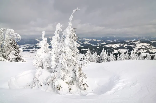 Naaldbos bedekt met sneeuw in de bergen — Stockfoto