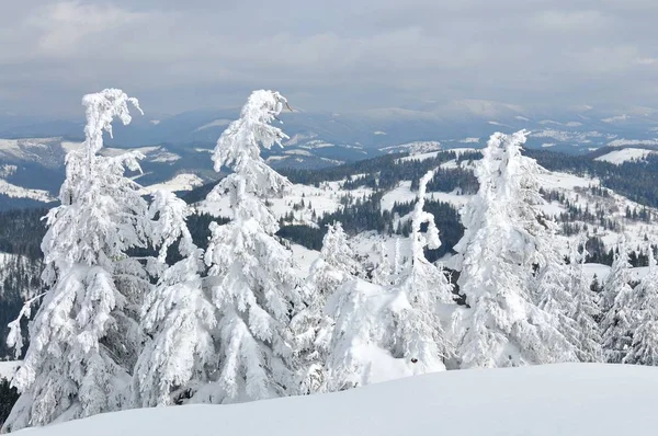 Floresta de coníferas coberta de neve nas montanhas — Fotografia de Stock