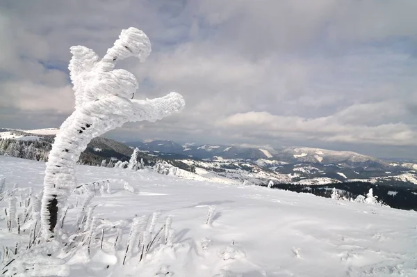 Snow-covered tree on a background of mountains — Stock Photo, Image