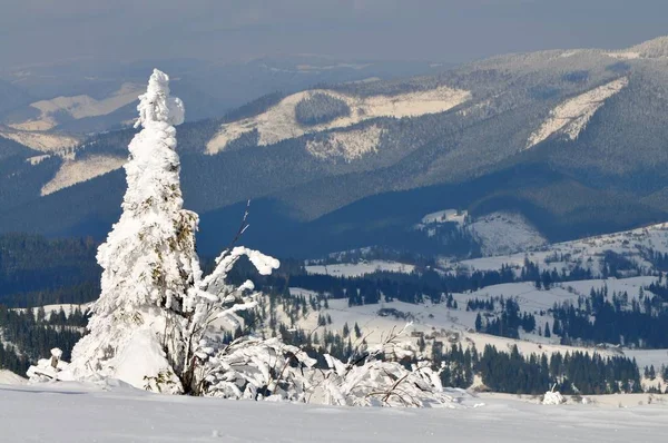 Besneeuwde dennenbomen, winterlandschap — Stockfoto