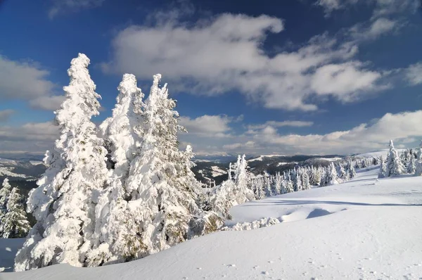 Schneebedeckte Tannen, Winterlandschaft — Stockfoto