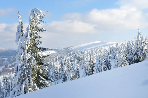 Besneeuwde dennenbomen, winterlandschap — Stockfoto