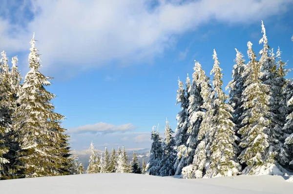 Sapins couverts de neige, paysage hivernal — Photo
