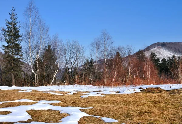 Waldlichtung an einem sonnigen Frühlingstag — Stockfoto