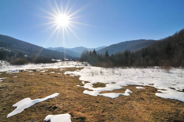 Waldlichtung an einem sonnigen Frühlingstag — Stockfoto