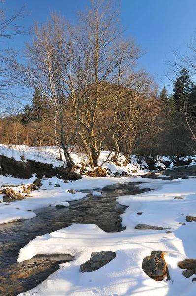 Un ruisseau coule dans une forêt enneigée — Photo