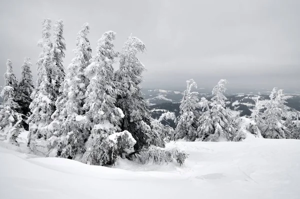 Bottom view massive chic snowy fir trees Stock Picture