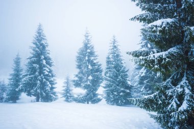 Alt manzara, yüksek görkemli ladin ağaçları.