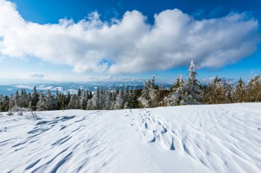 Çam ve ladin güzel büyüleyici manzarası
