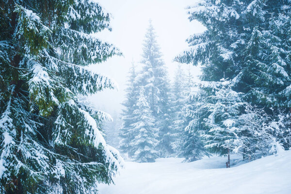 Bewitching stern panorama of tall fir trees