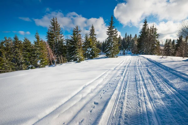 В холодний зимовий день сніжно - снігові сліди на лижах. — стокове фото