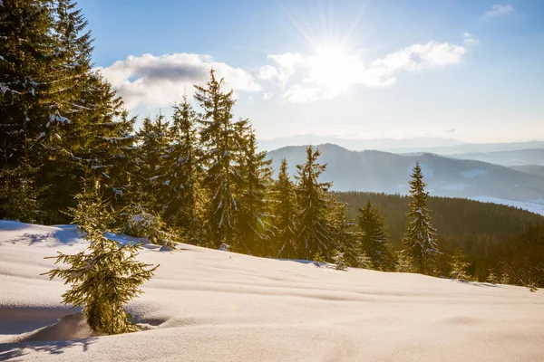 Paesaggio ipnotizzante di fitta foresta di conifere — Foto Stock