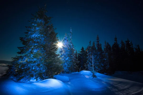 Schöne Bäume wachsen zwischen schneebedeckten Schneeverwehungen — Stockfoto