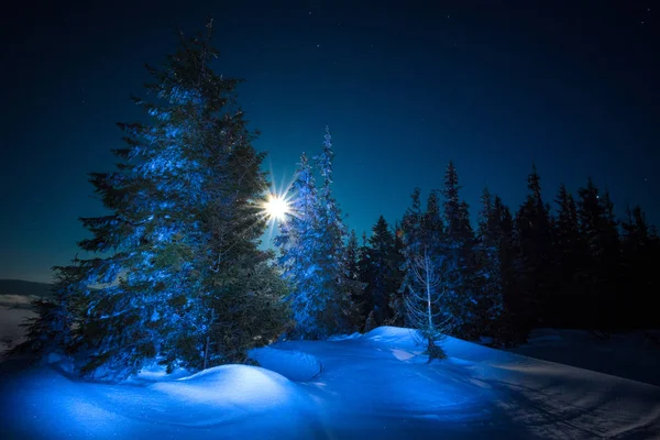 Beautiful trees grow among snow-covered snowdrifts — Stock Photo, Image