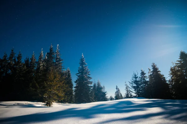 Zauberhafte magische Landschaft aus schneebedeckten hohen Tannen — Stockfoto