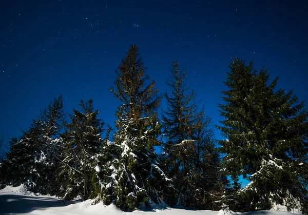 Bewitching magical landscape of snowy tall fir — Stock Photo, Image