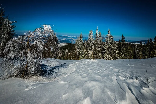 Bewitching magical landscape of snowy tall fir — Stock Photo, Image