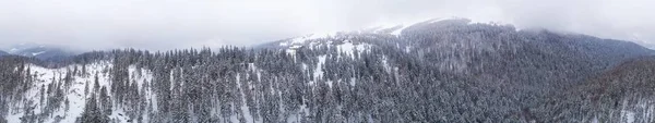 Fabuleux panorama enneigé d'épinettes — Photo