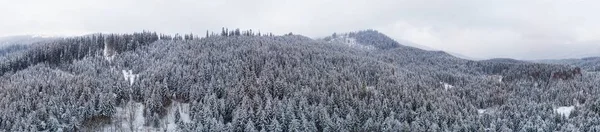 Pankorama tertutup salju yang menakjubkan dari pohon cemara — Stok Foto