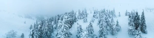 Fantastisk snötäckt panorama av granar — Stockfoto